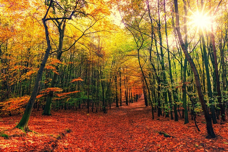 jesień w lesie, kolorowe liście