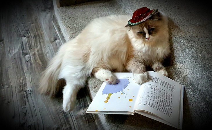 kot z książką