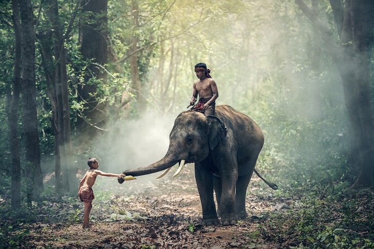dziecko na słoniu