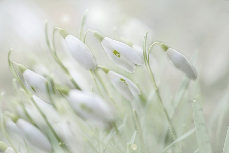 przebiśniegi, białe kwiatki symbolizujące nadejście wiosny
