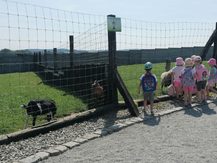 dzieci stoją przy siatce za którą znajdują się zwierzęta- kozy