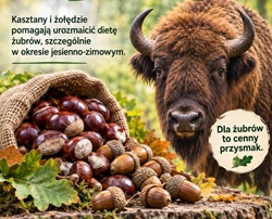 Zdjęcie przedstawia plakat promujący zbiórkę kasztanów i żołędzi dla żubrów.  W centralnej części grafiki znajduje się duży żubr, a na pierwszym planie kosz wypełniony kasztanami i żołędziami. Tło przedstawia jesienny las, a całość utrzymana jest w naturalnej, jesiennej kolorystyce.  Na drewnianej tablicy widnieje napis „ZBIÓRKA KASZTANÓW I ŻOŁĘDZI dla żubrów”. Plakat informuje również, że kasztany i żołędzie pomagają urozmaicić dietę żubrów, szczególnie w okresie jesienno-zimowym.  W dolnej części znajdują się trzy hasła zachęcające do udziału w akcji: „Zbieraj kasztany i żołędzie!”, „Przynieś do wyznaczonego miejsca” oraz „Wspierajmy ochronę żubrów!”.