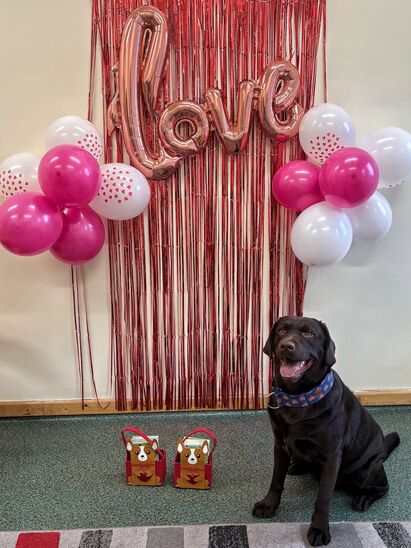 czekoladowy labrador siedzący pod ścianką walentynkową z napisem love oraz kolorowymi balonami
