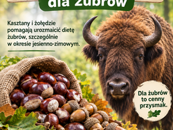 Informacja-zbiórka kasztanów